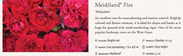 Fire Meidiland Landscape Rose 3gal.