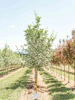 Hawthorn Snowbird 15G