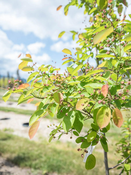 Serviceberry Autumn Brilliance 15gal.