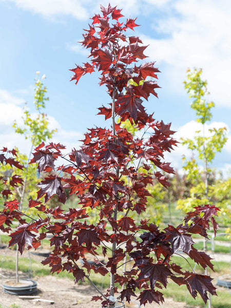 Maple Prairie Splendor Norway 15gal.