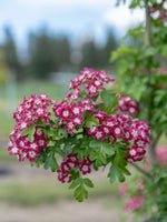 Hawthorn Crimson Cloud 15gal.