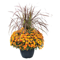 Fall Mum Planter w/ Grass 13"