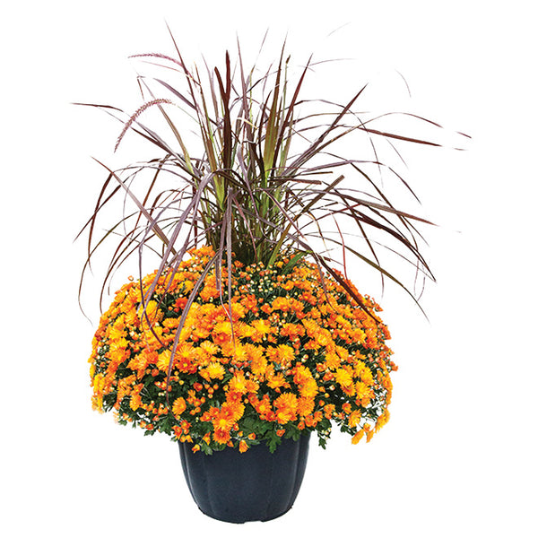 Fall Mum Planter w/ Grass 13"