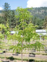 Honeylocust Northern Acclaim 15gal.