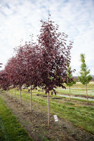 Chokecherry Schubert 15gal.