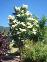 Japanese Tree Lilac Ivory Silk 15gal.