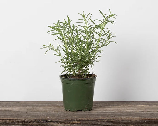 Herb Rosemary Upright 4in