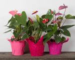 Assorted Anthurium Arrowhead Plant 6'