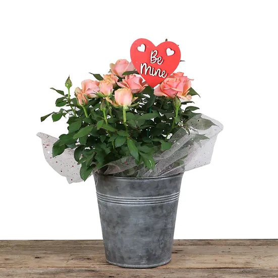 Rose Pail w/ Rose 6'