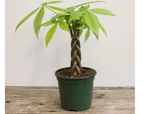 Pachira Money Tree Braid 4'