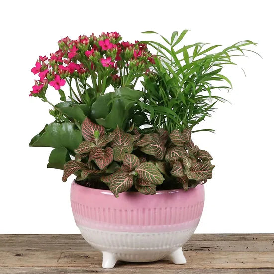 Pink Top Ceramic Planter 7'