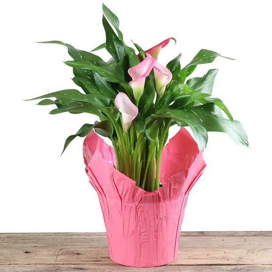 Calla Lily Assorted 6'