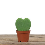 Hoya Heart Green Single Leaf 10cm