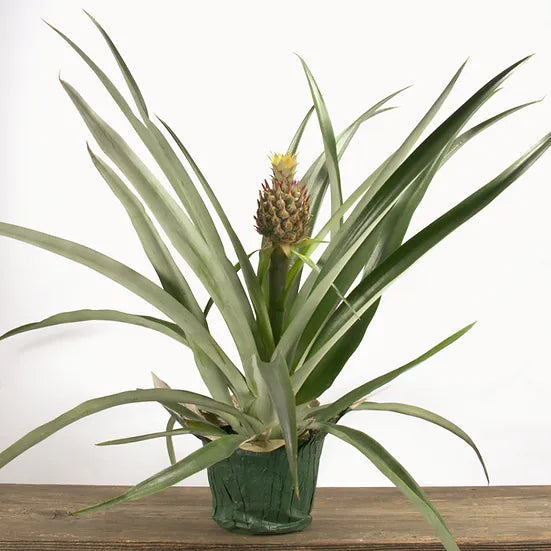 Ornamental Pineapple Plant 6'