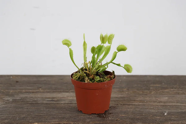 Venus Fly Trap 3'