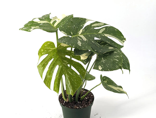 Monstera Thai Constellation 6'