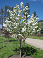 Flowering Crabapple Spring Snow 15gal.