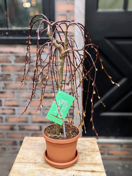 Weeping Pussy Willow Topiary 6'