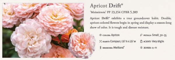 Apricot Drift Groundcover Rose 3gal.