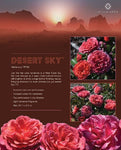 Desert Sky Floribunda Rose 3gal.