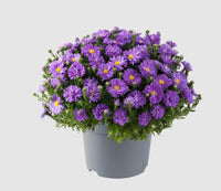 Fall Aster Assorted 10"