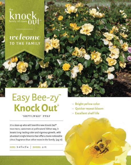 Easy Bee-zy Knock Out Shrub Rose 3gal.