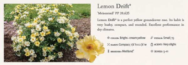 Lemon Drift Groundcover Rose 3gal.