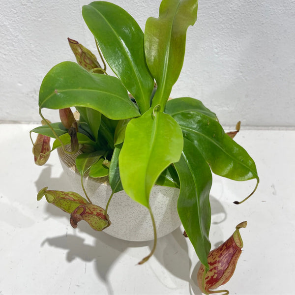 Pitcher Plant HB 6'