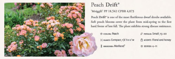 Peach Drift Groundcover Rose 3gal.
