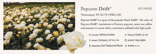 Popcorn Drift Groundcover Rose 3gal.