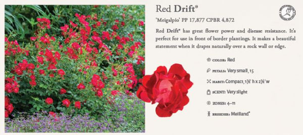 Red Drift Groundcover Rose 3gal.