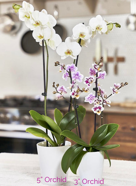 Orchid Phalaenopsis Assorted 5"