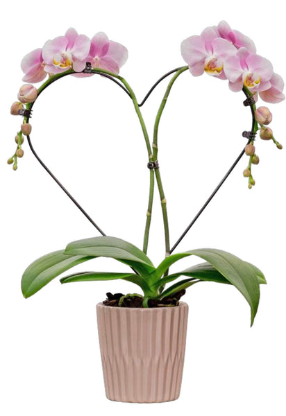 Orchid Phalaenopsis Heart 4"