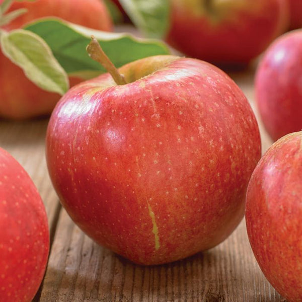 Apple Honeycrisp 5g