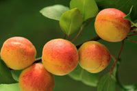 Apricot Tilton 5g Fibre
