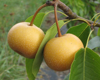 Pear Asian Chojuro 5g