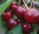 Cherry Lapins 5g Fibre