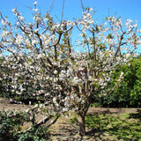 Cherry Sweetheart 5g Fibre