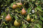 Combination Pear 5gal.