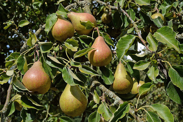 Combination Pear 5gal.