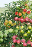 Espalier Apple Combination 5gal.