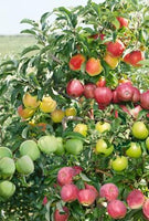 Espalier Apple Combination 5gal.