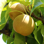 Pear Asian Shinseiki 5g