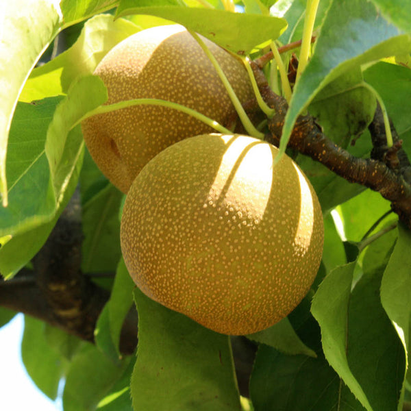 Pear Asian Shinseiki 5g