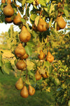 Pear Bosc 5g Fibre