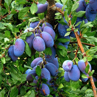 Plum Italian 5g Fibre
