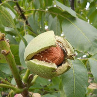 Walnut Carpathian 10g